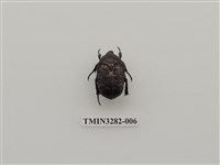 藏品(東方白點花金龜)的圖片